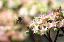 Bees Make Honey and it Sure Tastes Sweet