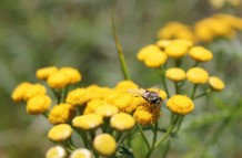 Insect on Yellow Flowers