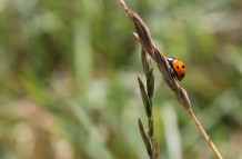 Lady Bug