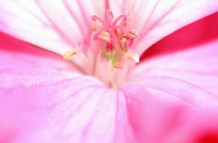Pink Flower